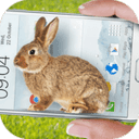 bunny in phone cute joke中文版