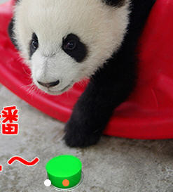 pandapia熊猫