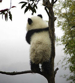 pandapia熊猫