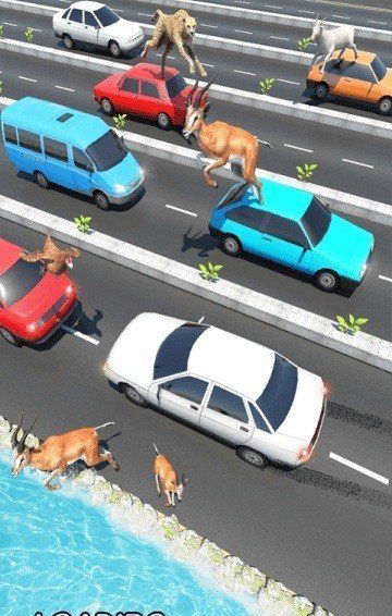公路上的动物